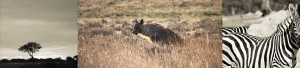 Landrovingafrica Hyena