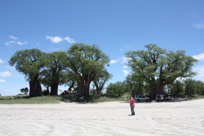 Baines se Baobabs