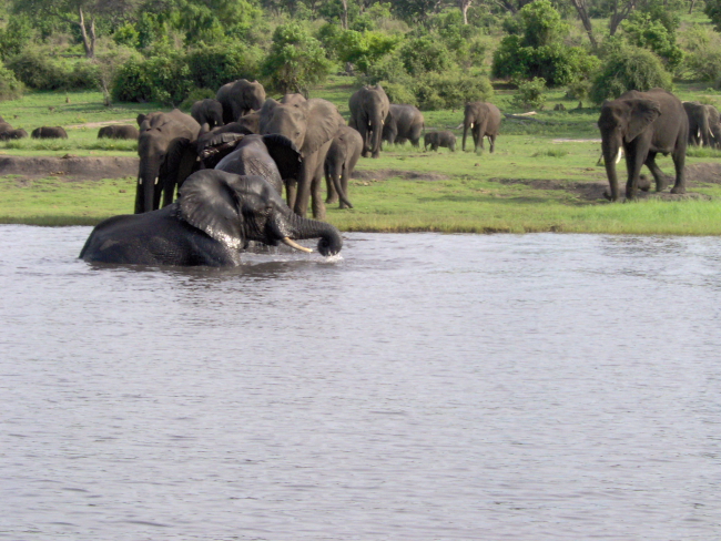 Elephant in the Chobe River