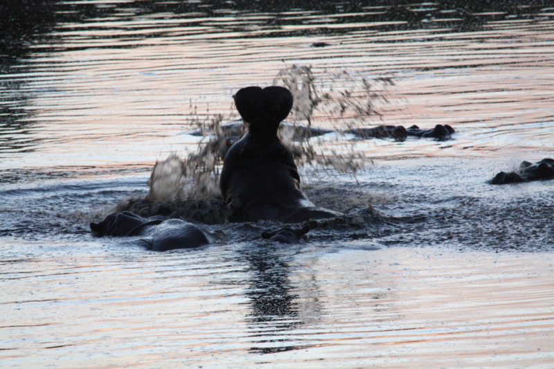 Hippo in Masuma Dam