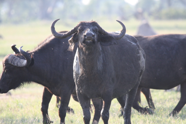 Buffalo by Ngweshla