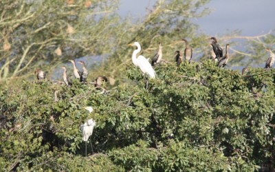 Kuimba Shire Bird Park