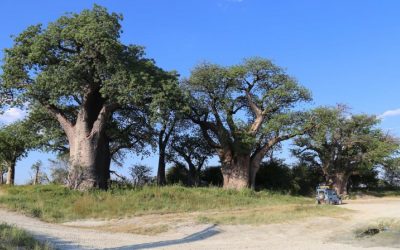 Maiden Botswana Trip (Part 1)